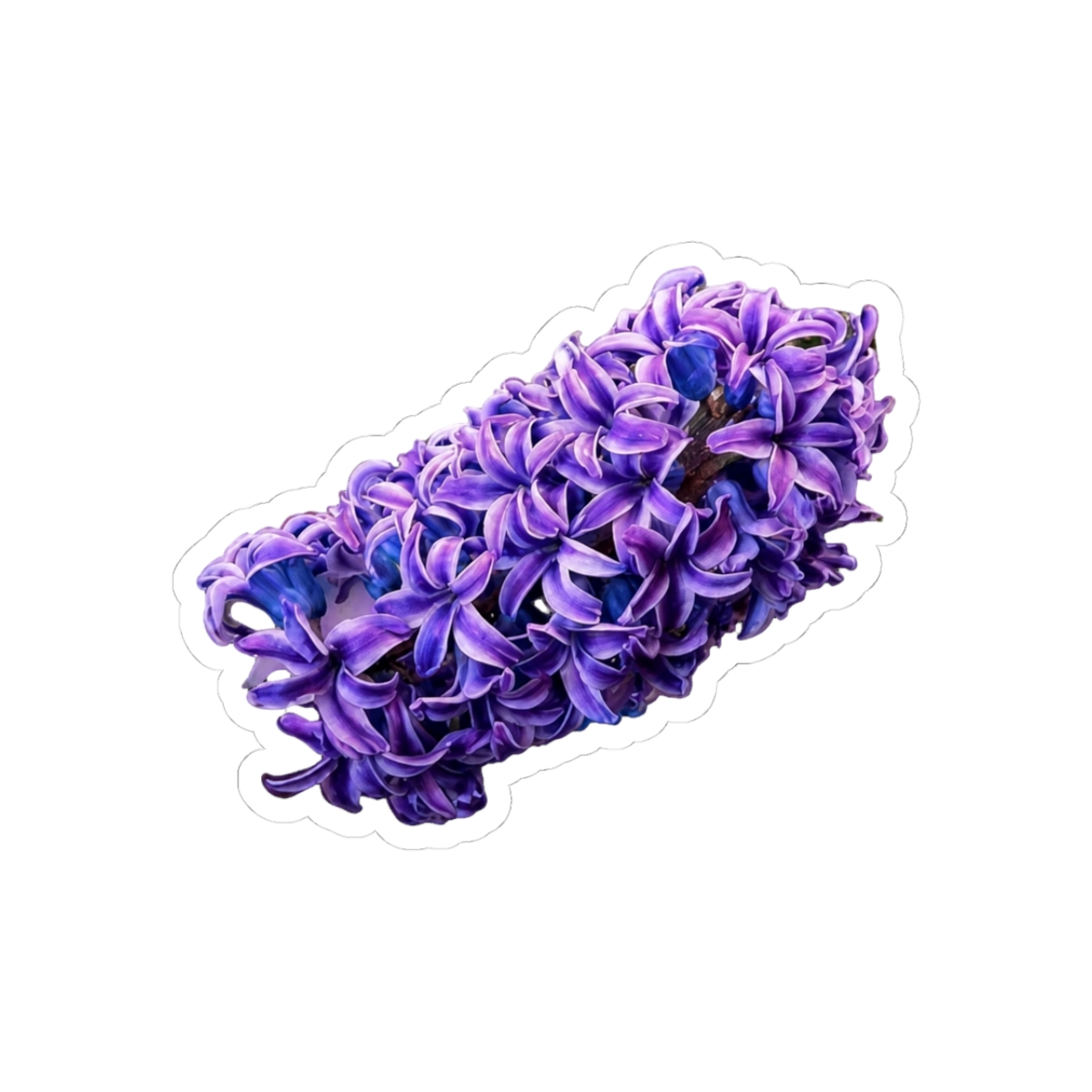 Purple Hyacinth Flower
