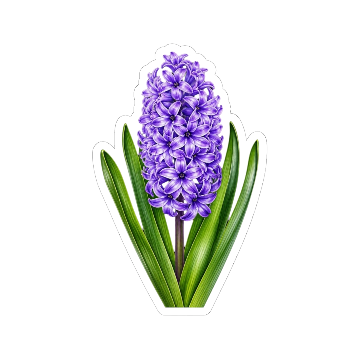 Purple Hyacinth (Hyacinth Six) - alternate angle 2, merchandise